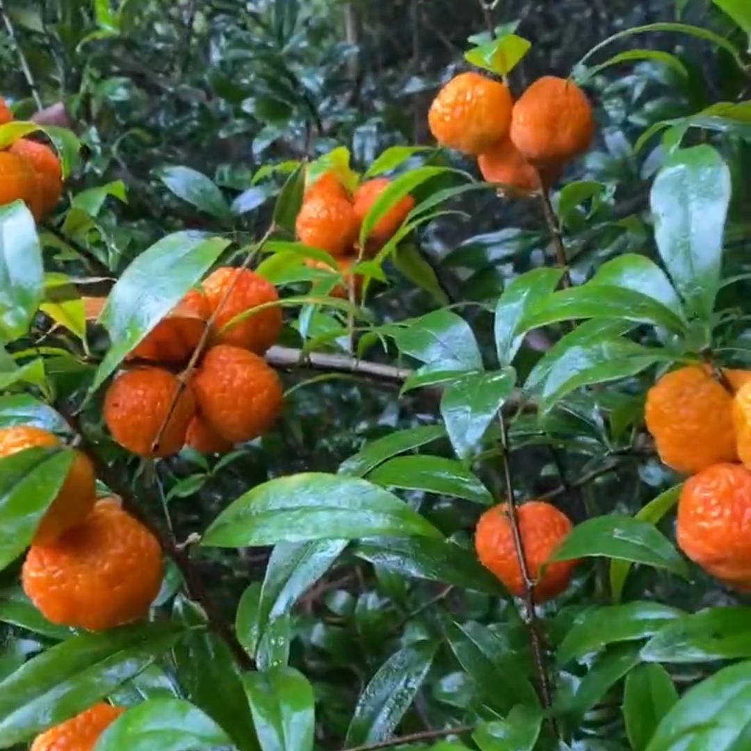 药农（采药人）