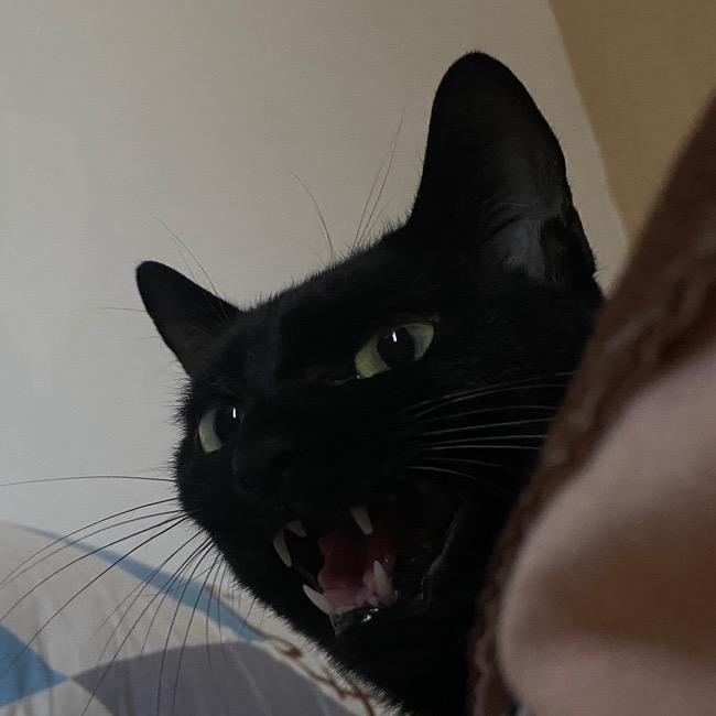 大理寺御猫