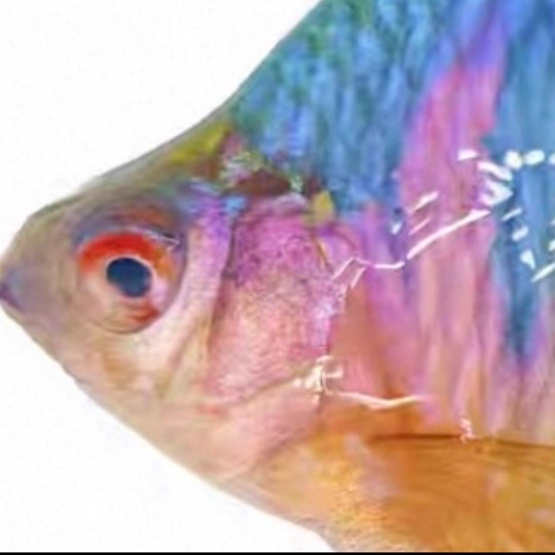 野鳞
