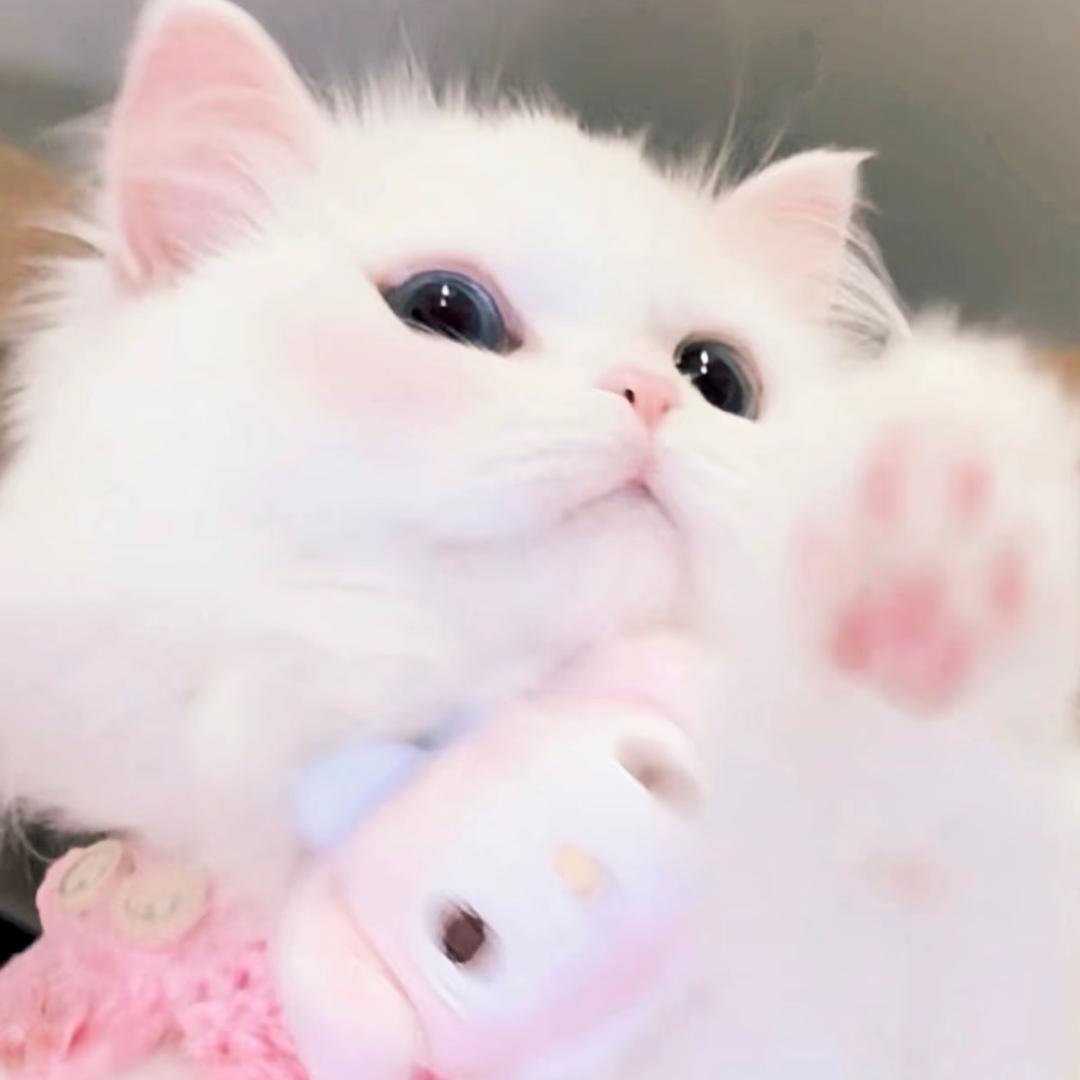 冷萌