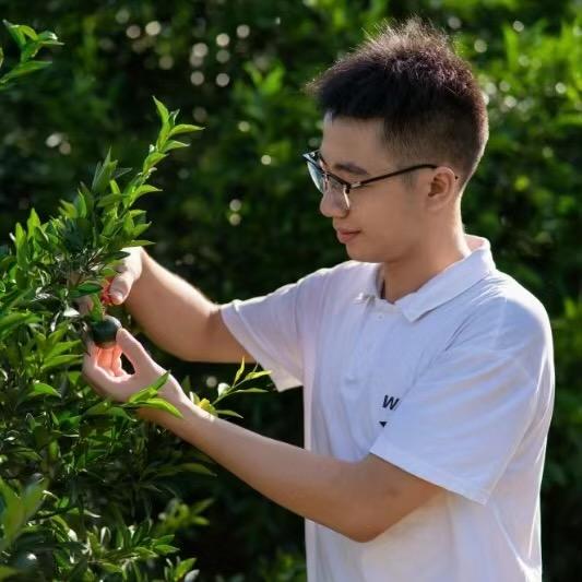 新会凌香陈皮茶叶