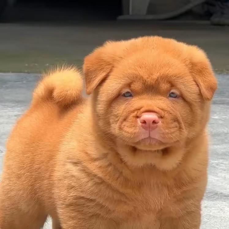 邵哥汪汪队田园犬