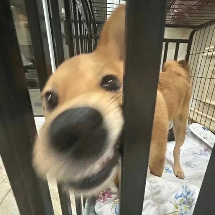 上门狗老师