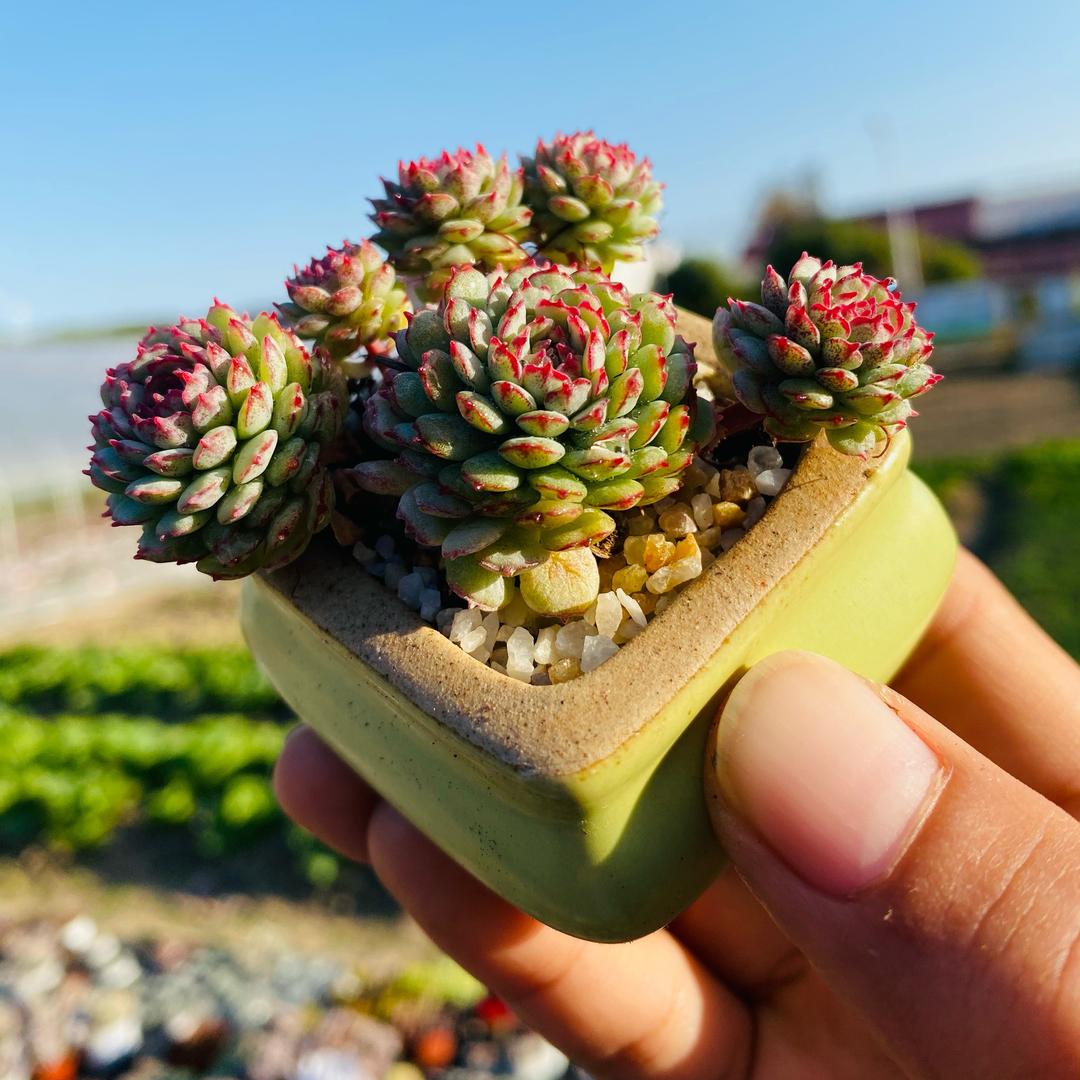 熙门的多肉花坊