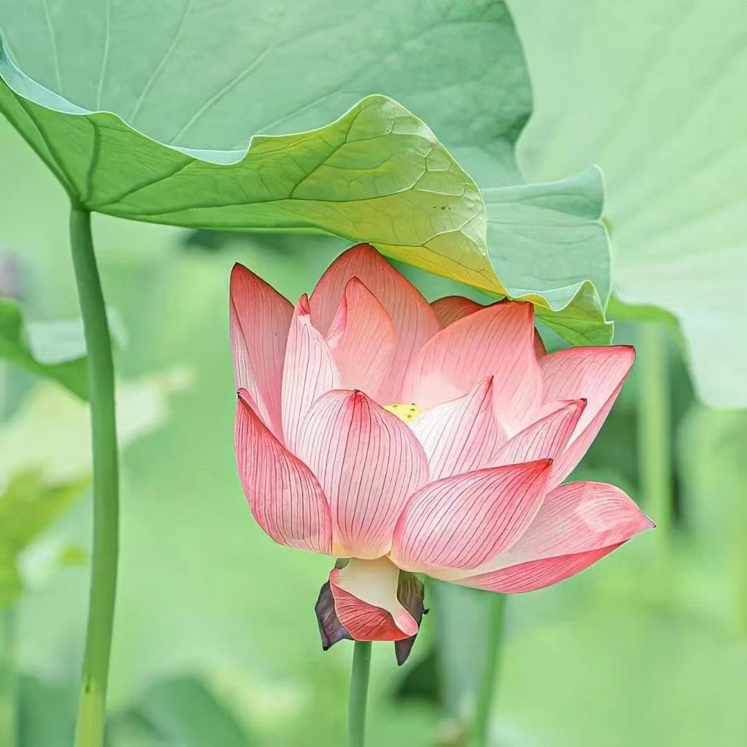 木花巷佳佳