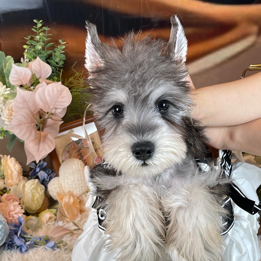 宠爱有家萌犬