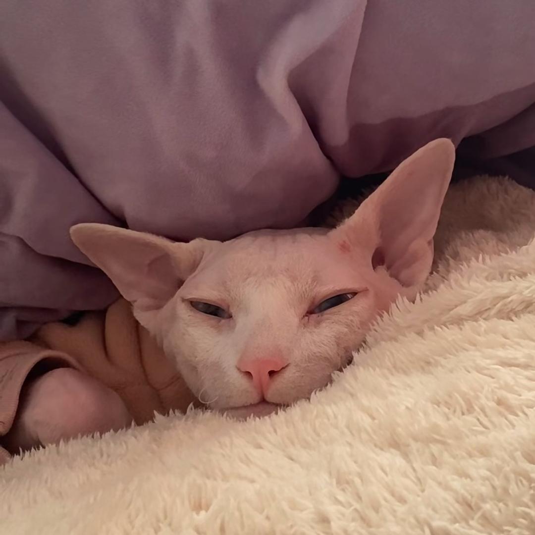 阿福是只无毛猫