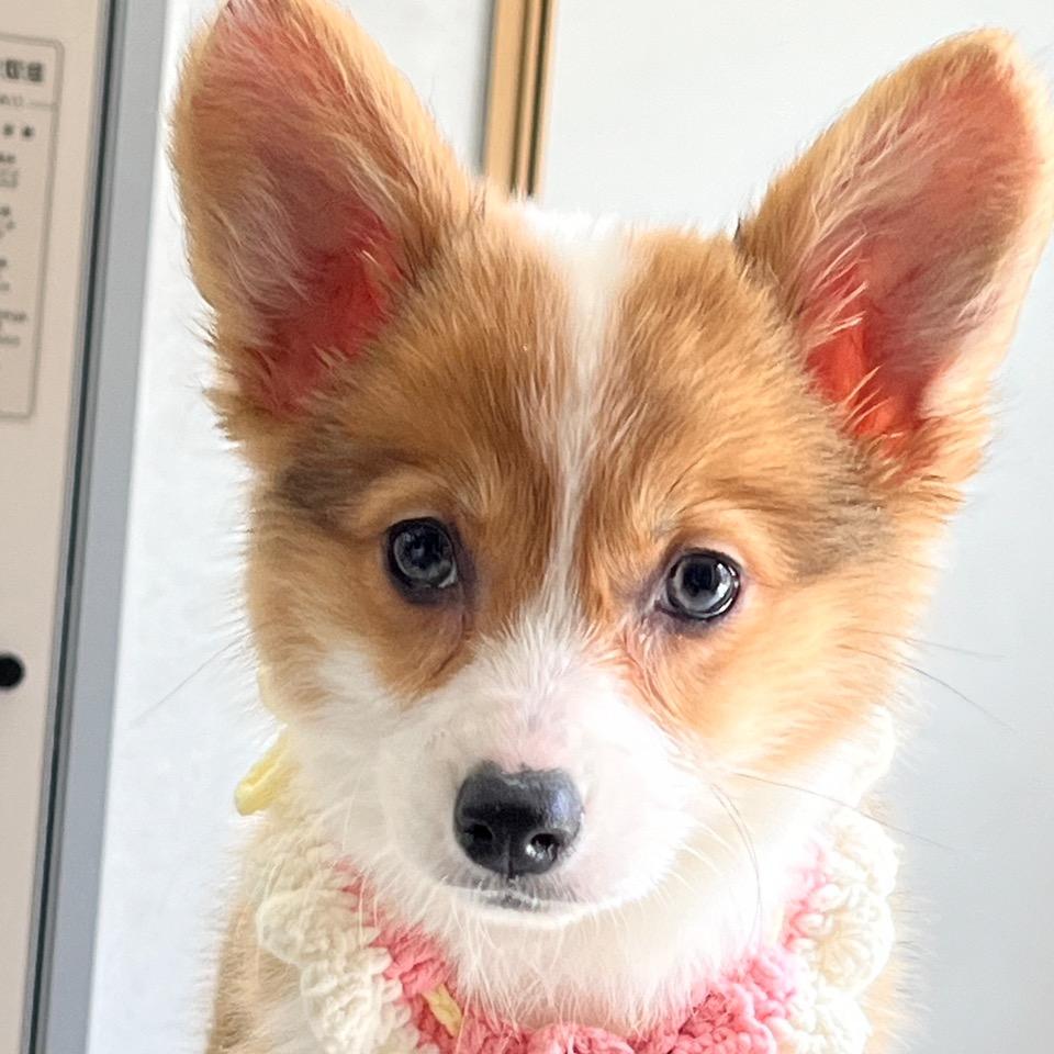 雪饼🍥是个🐶
