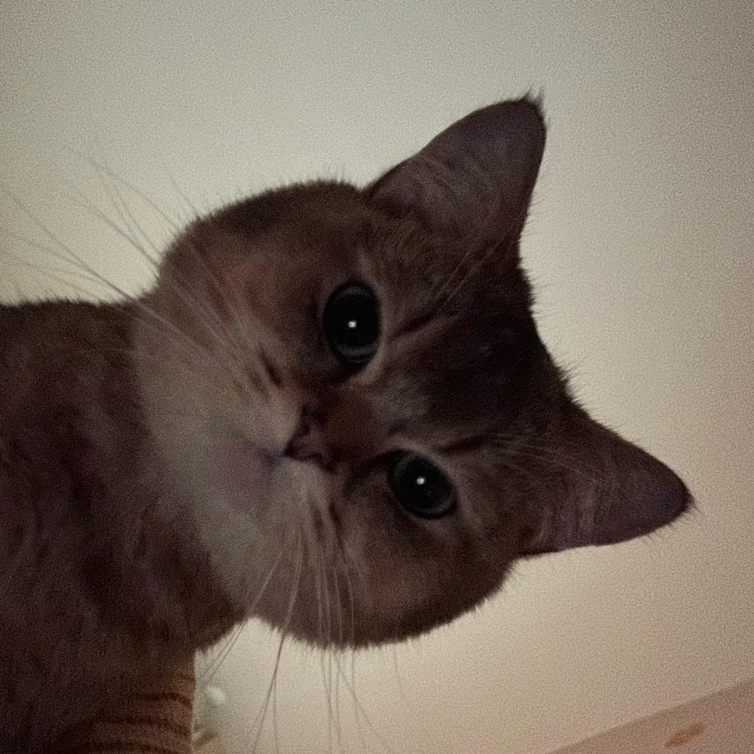 独特的菠萝蜜