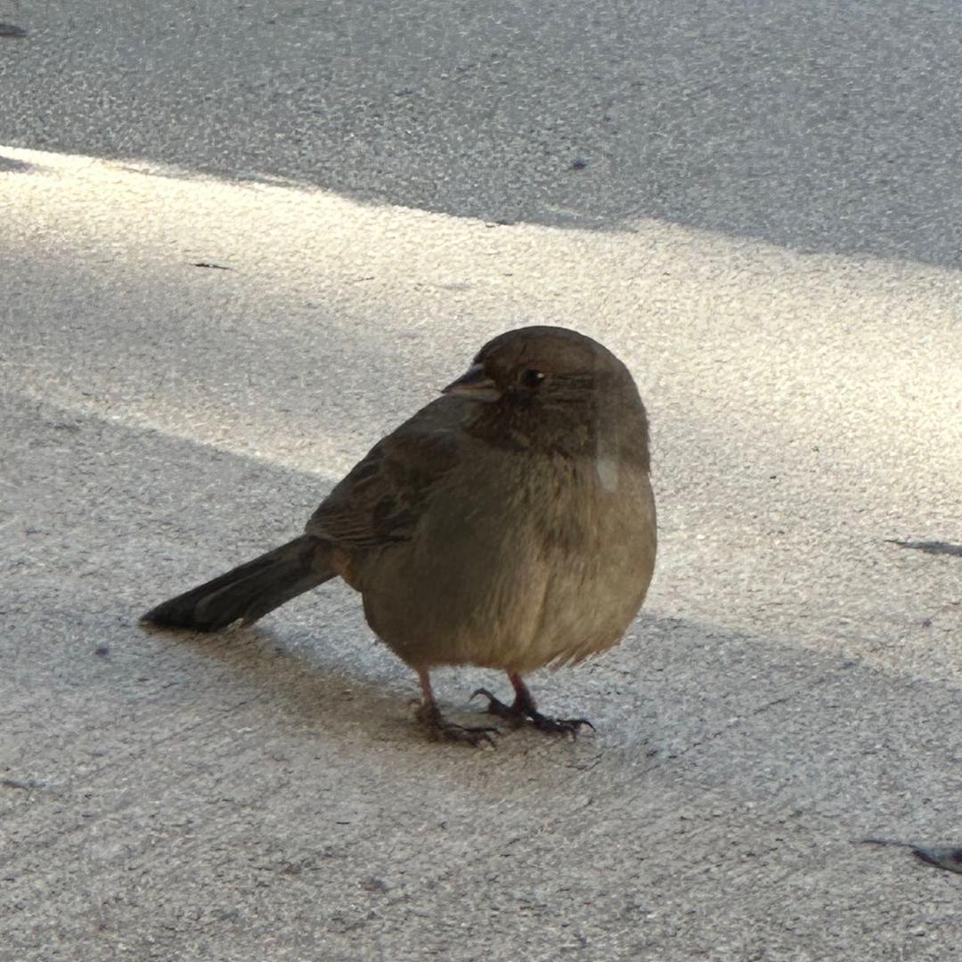 果冻先森