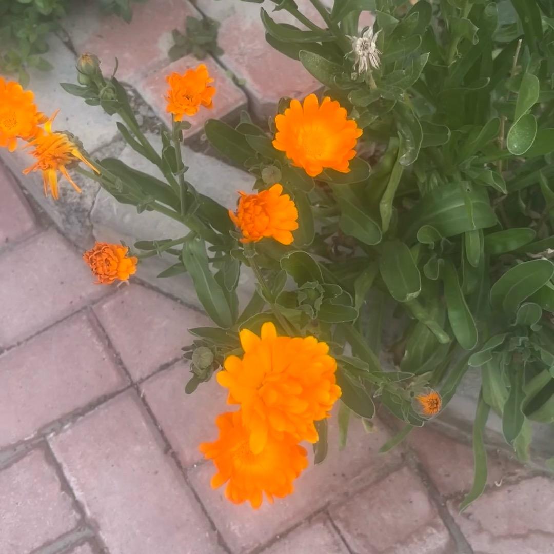 Gül