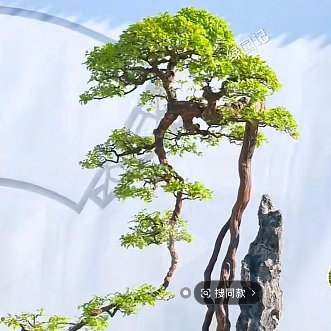 庭院龙爪柿子树