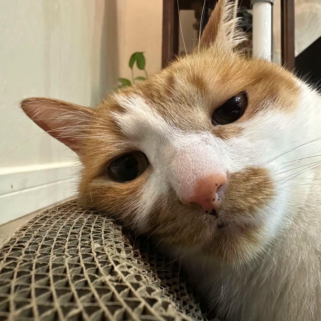 圆 圆