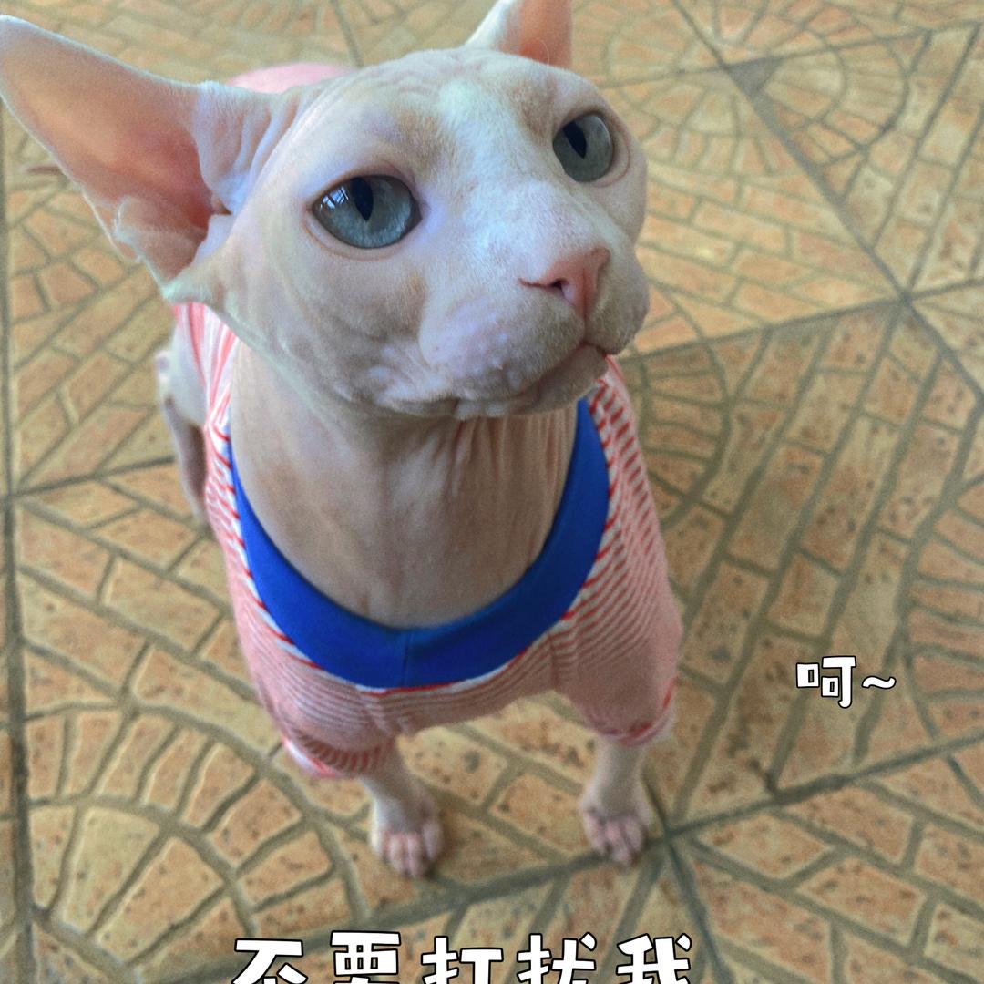 喵喵嗳宠物用品甄选