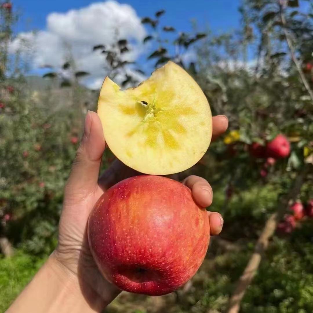 昭通老树冰溏心丑苹果