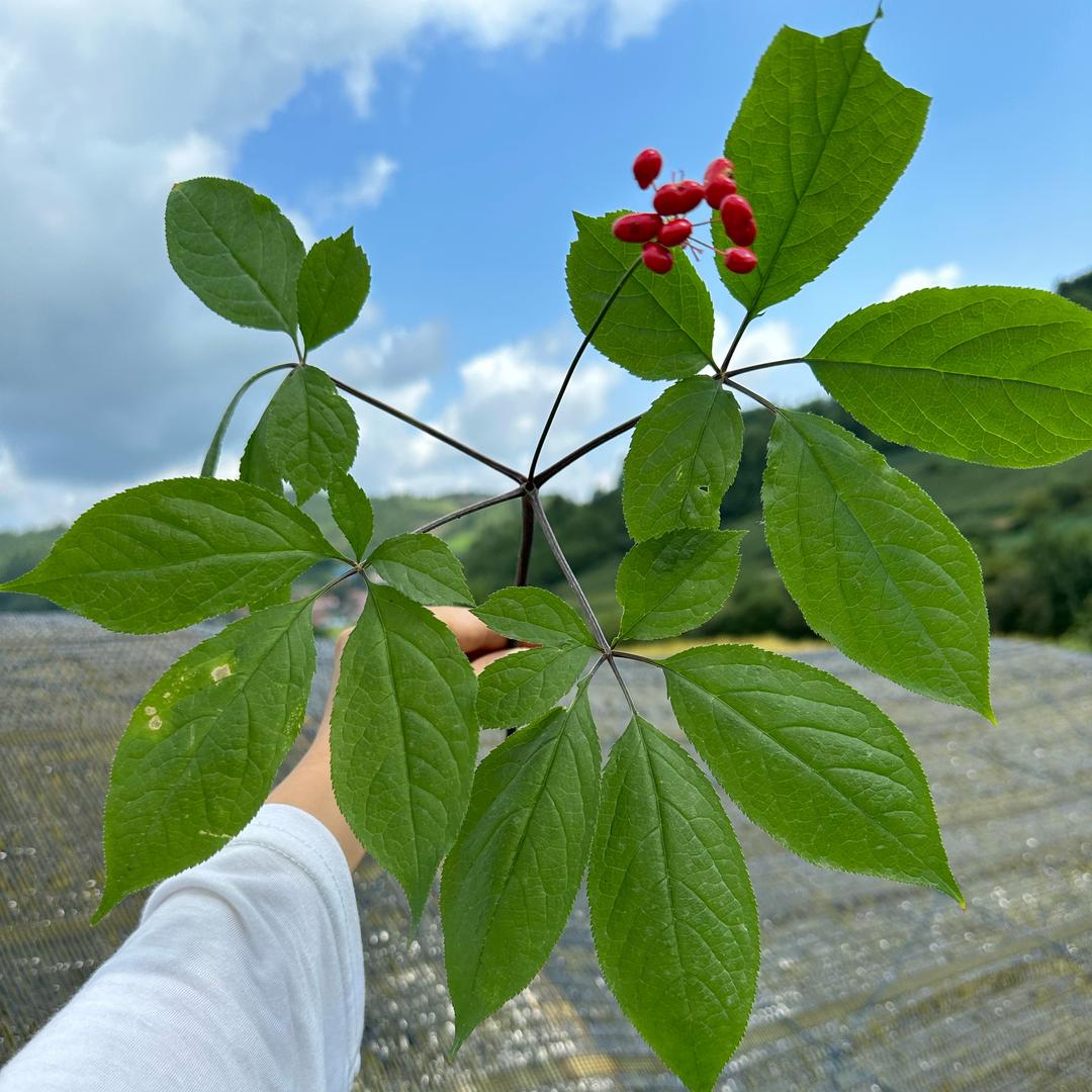 长白山人参宝宝