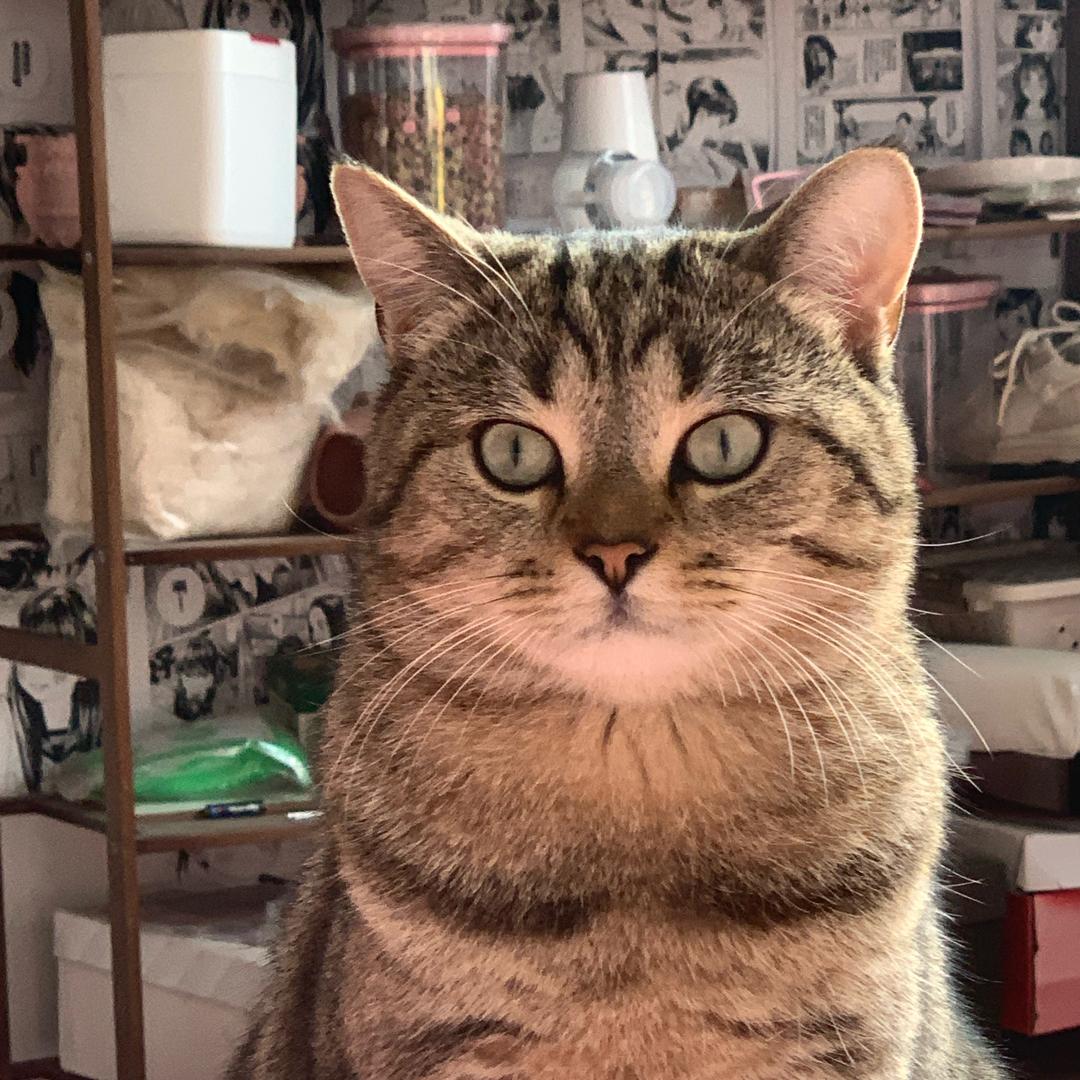 歪歪（不买猫粮版）