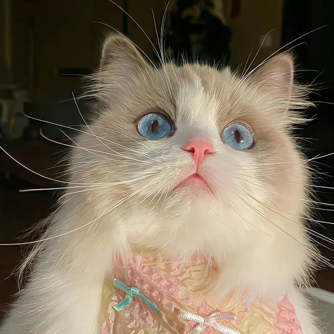 小淇淇淇