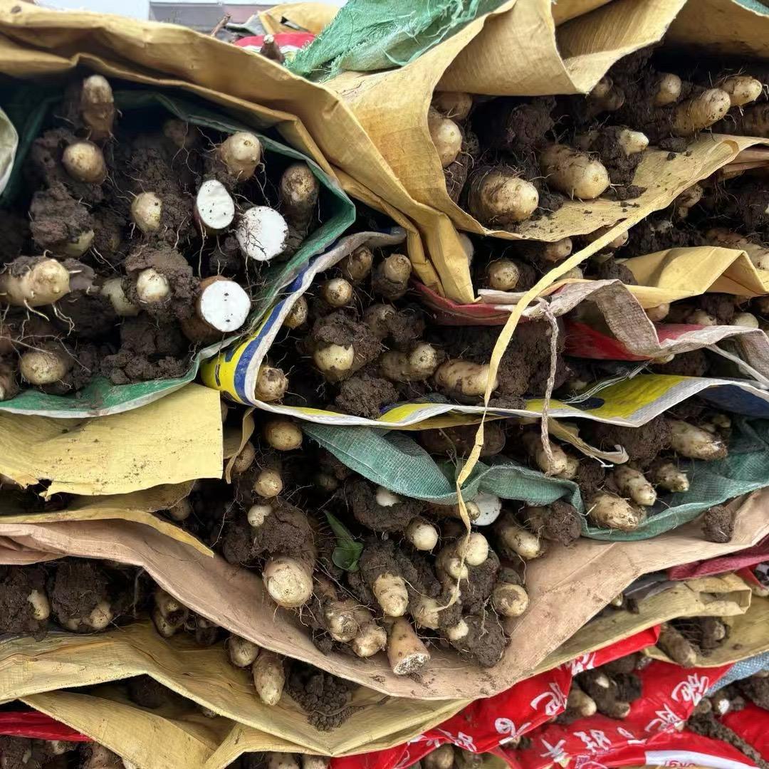 老弟山药（自家种植采挖）