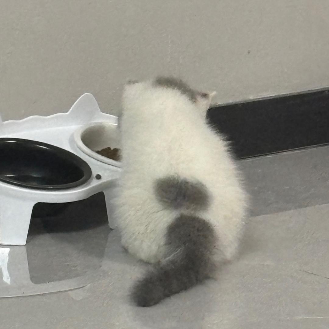小梨梨涡～