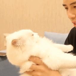 猫十一