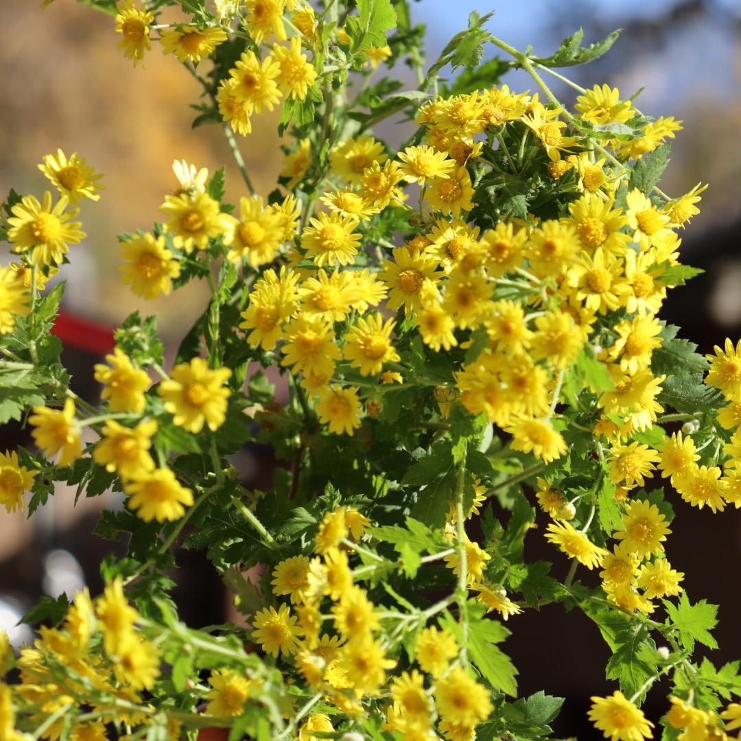 惩治饿徒的幽灵👻