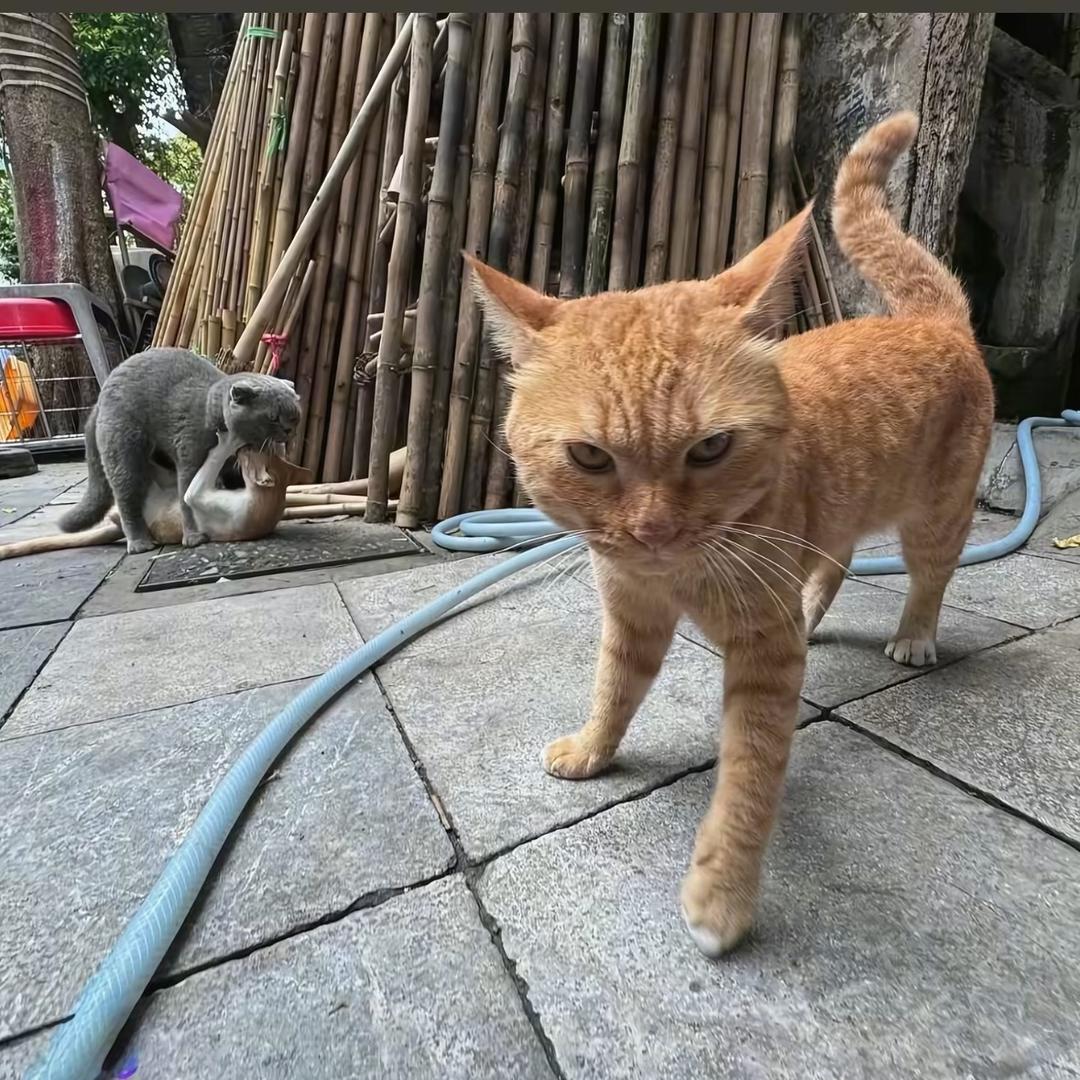 啊鸡