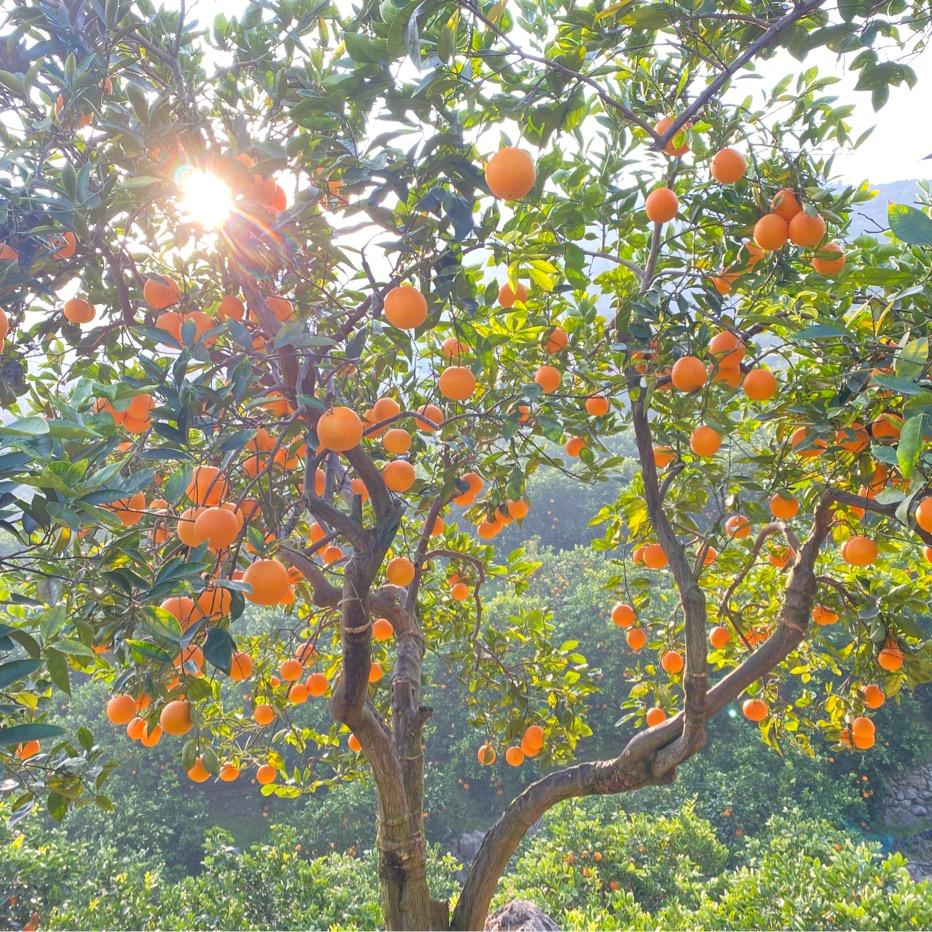 奉节县草堂猴哥水果店
