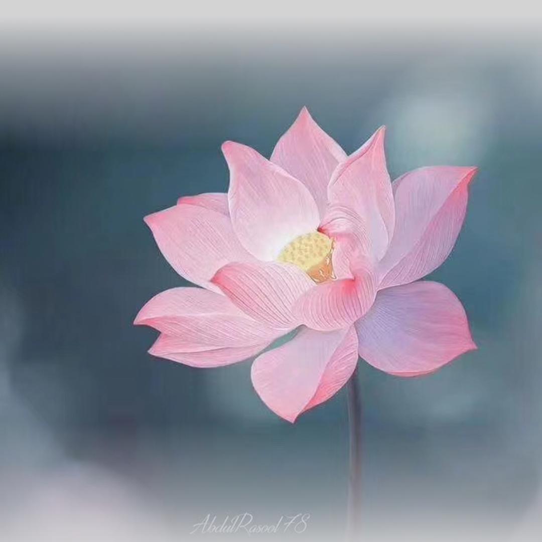 千年凤琦儿