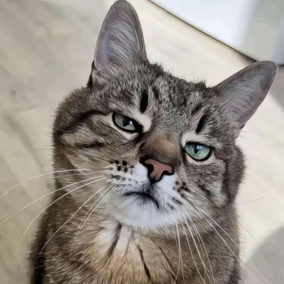 猛男张