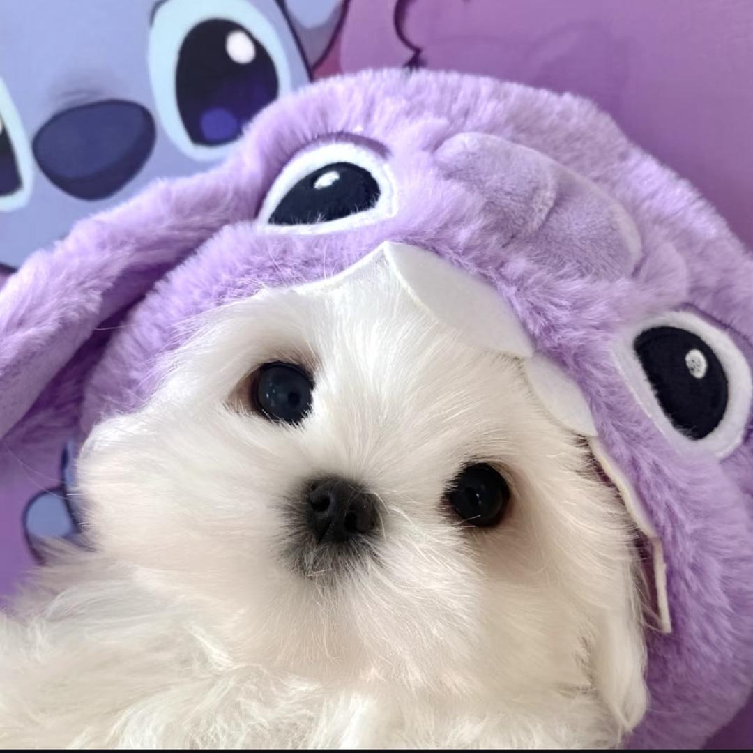 小梦  💜（intj版