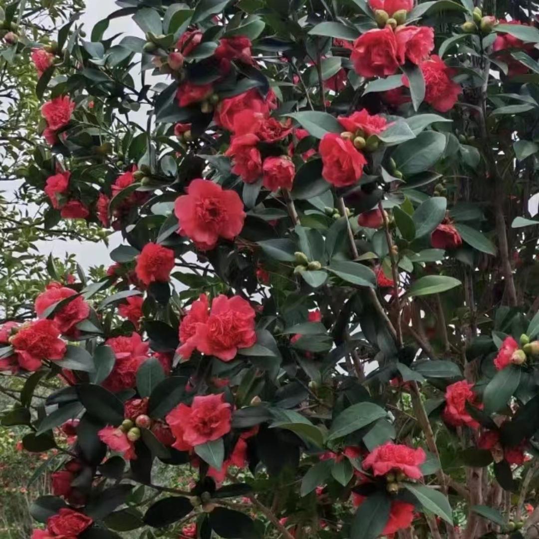 滑县张姐花卉店