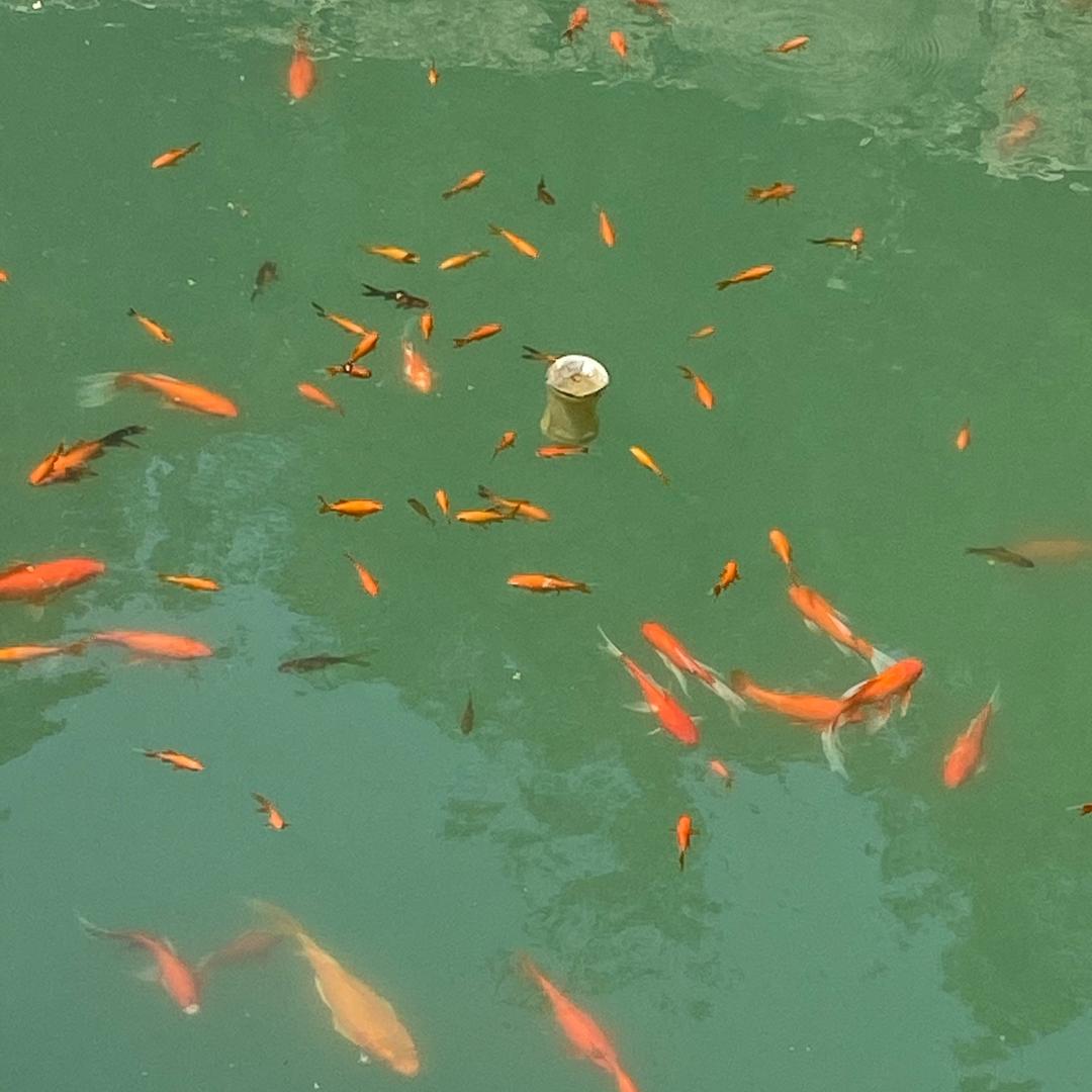 喜洋洋来了