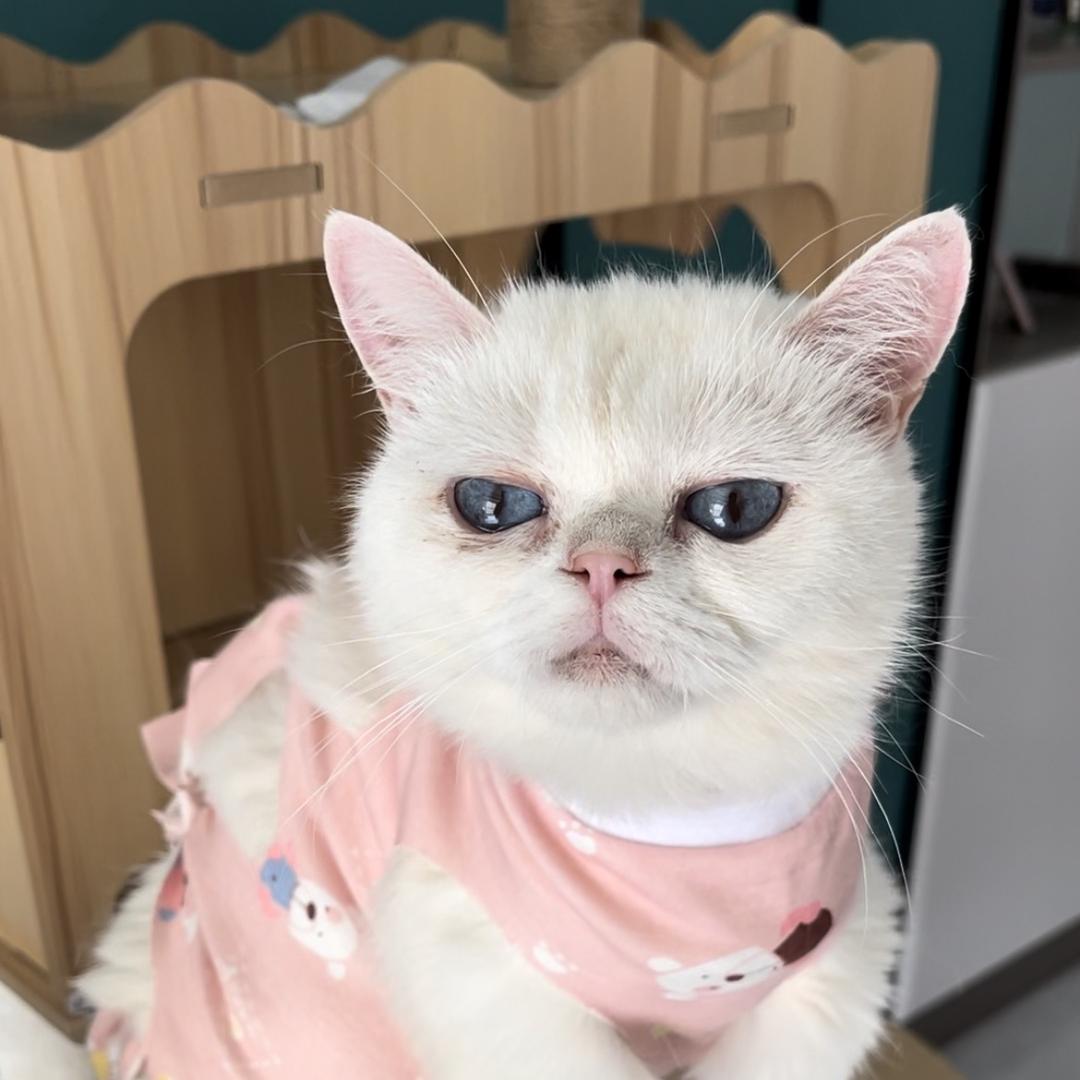 喵是三花猫