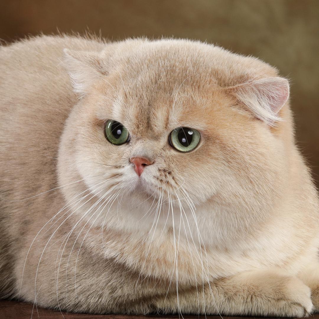 YS名猫（稀有色繁育）