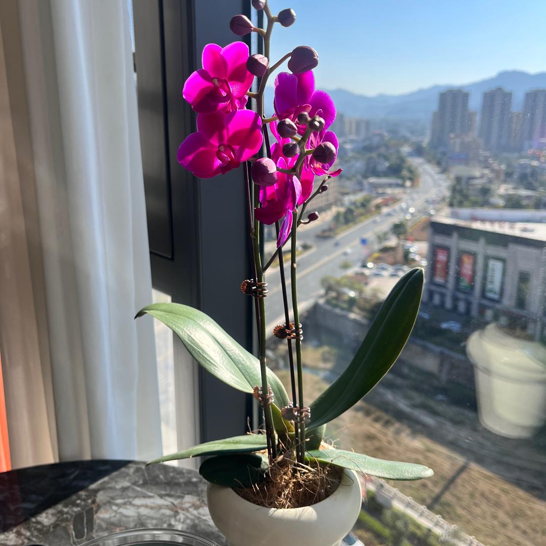 🌷 木子李