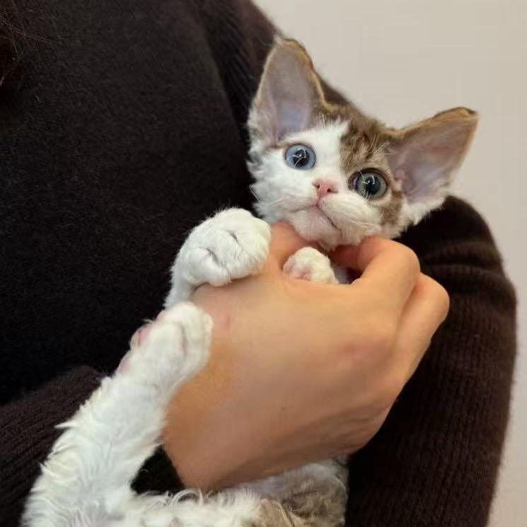 卷卷德文小丸子ss