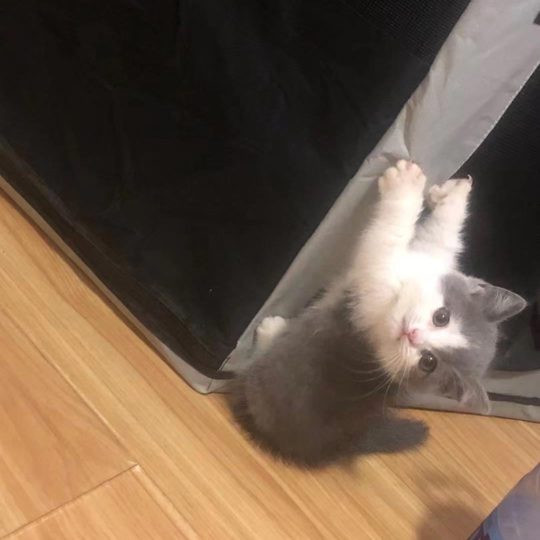 栾奕