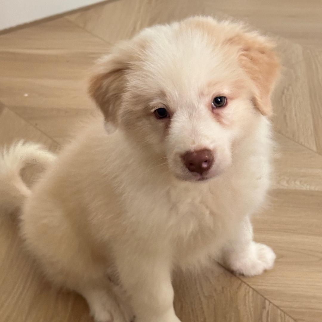 妈妈说我叫丧彪