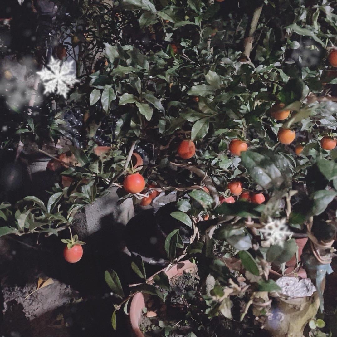 元通通顺园林店