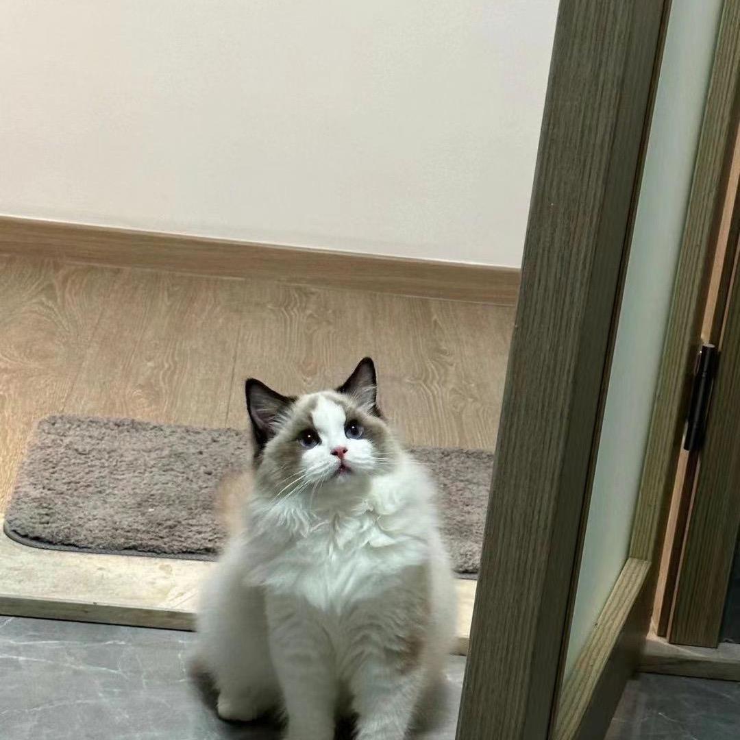 丘派特宠物食品旗舰店零食冻干