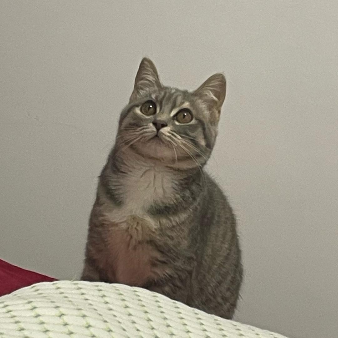 鱼 摆摆