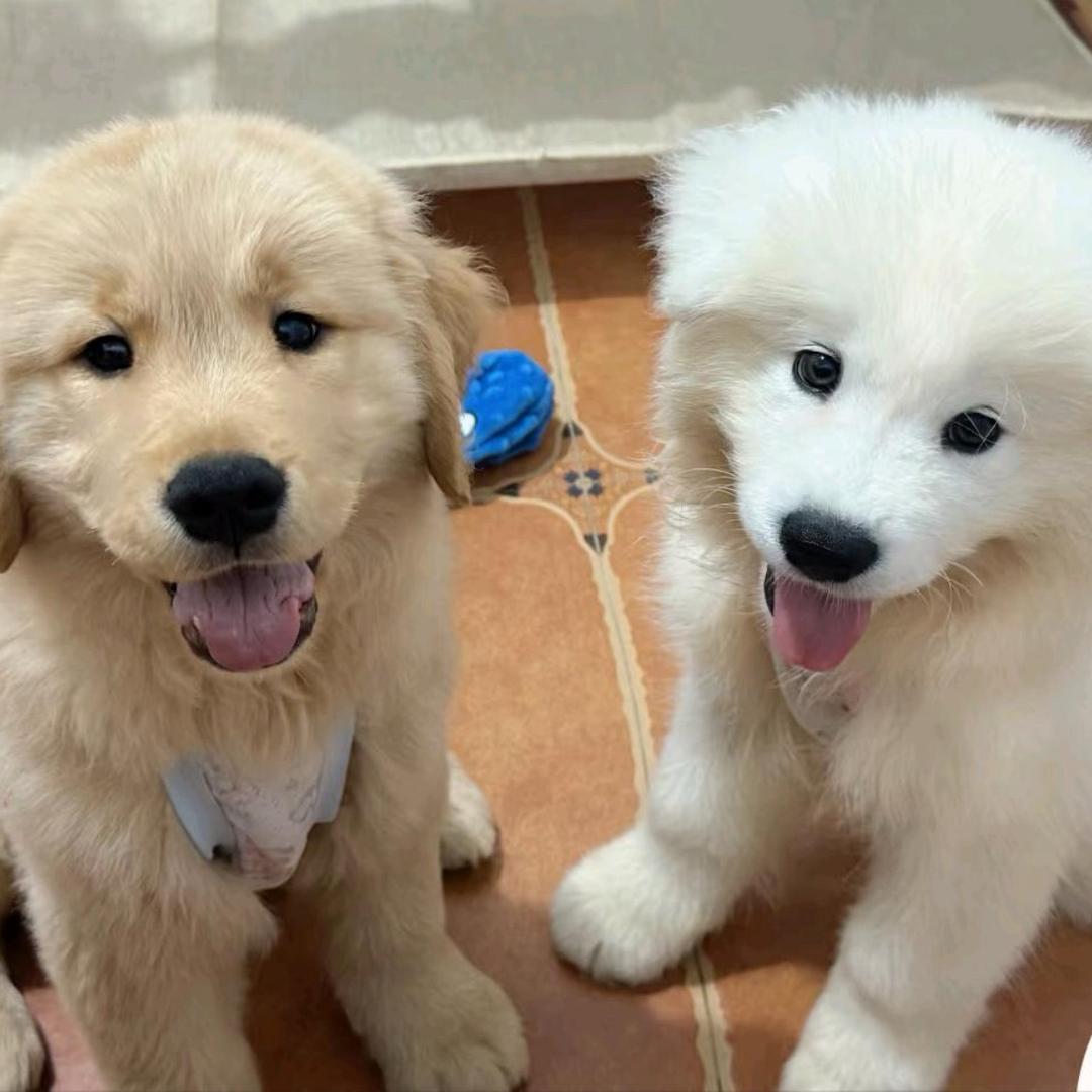 开心的海绵宝宝