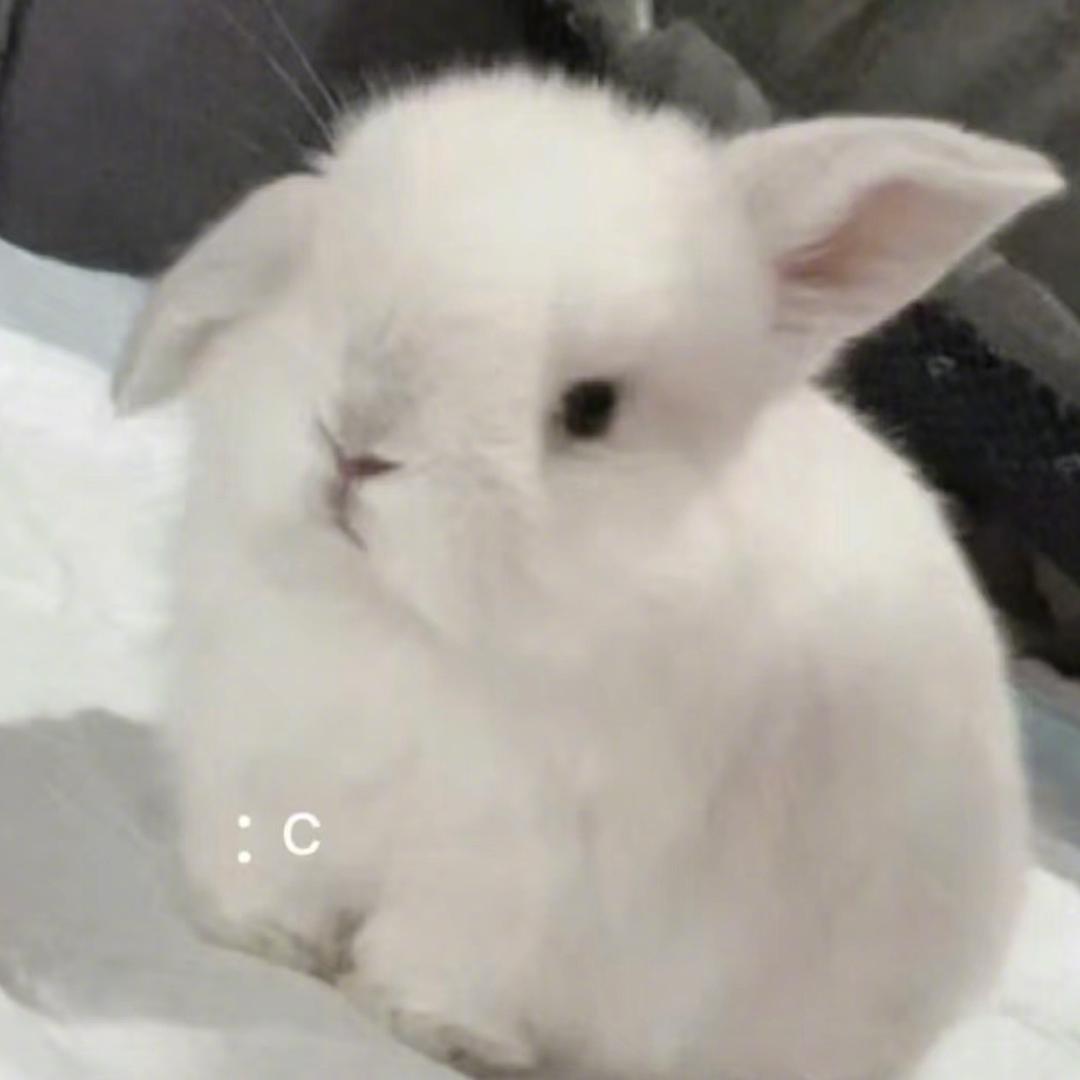 🍋曦涵睡了💤