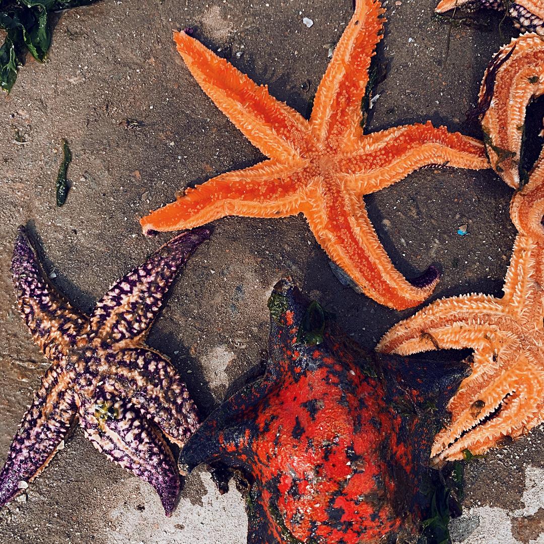 回客多野生海参