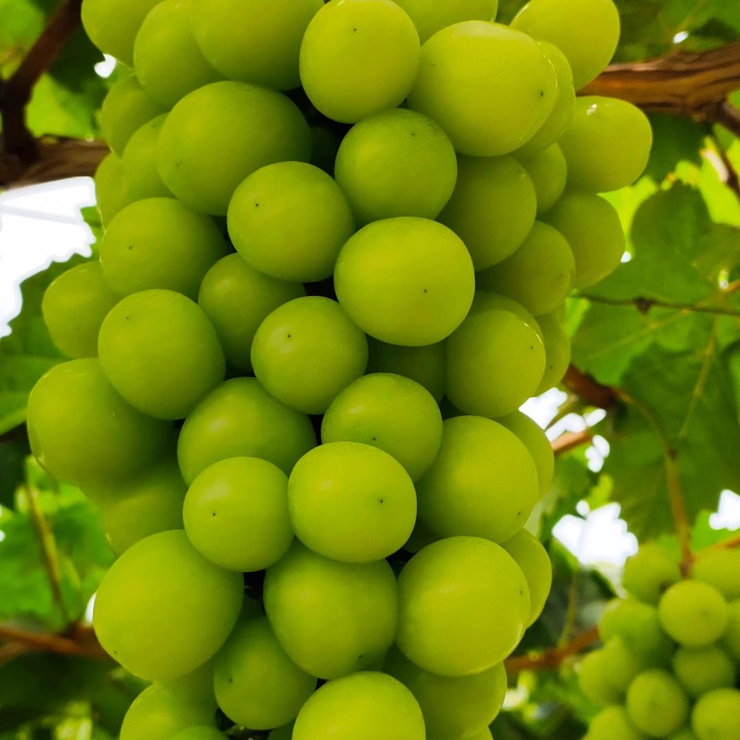 奋斗！阳光葡萄供应链