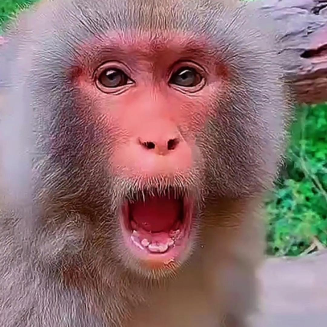 大同狂猴.