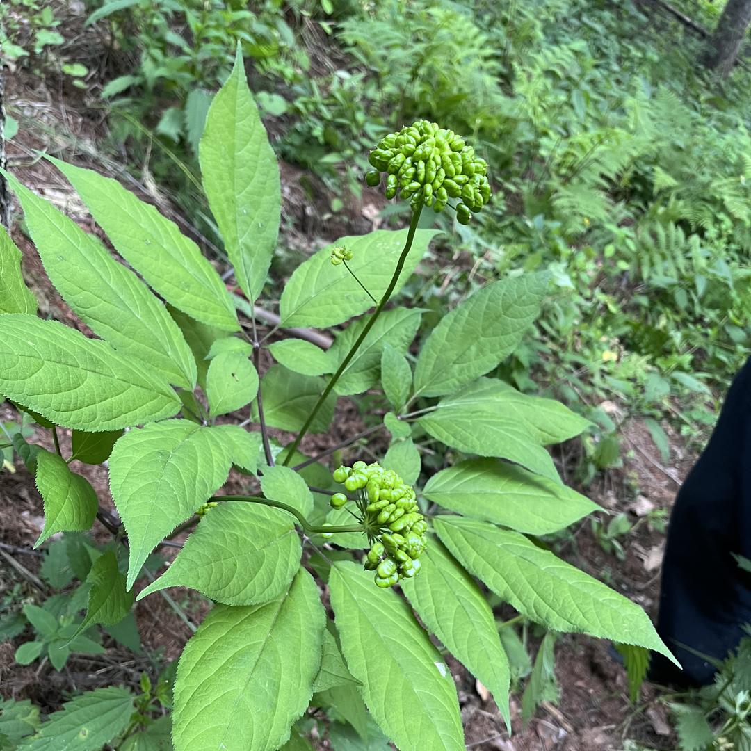 延吉宝田野生山货