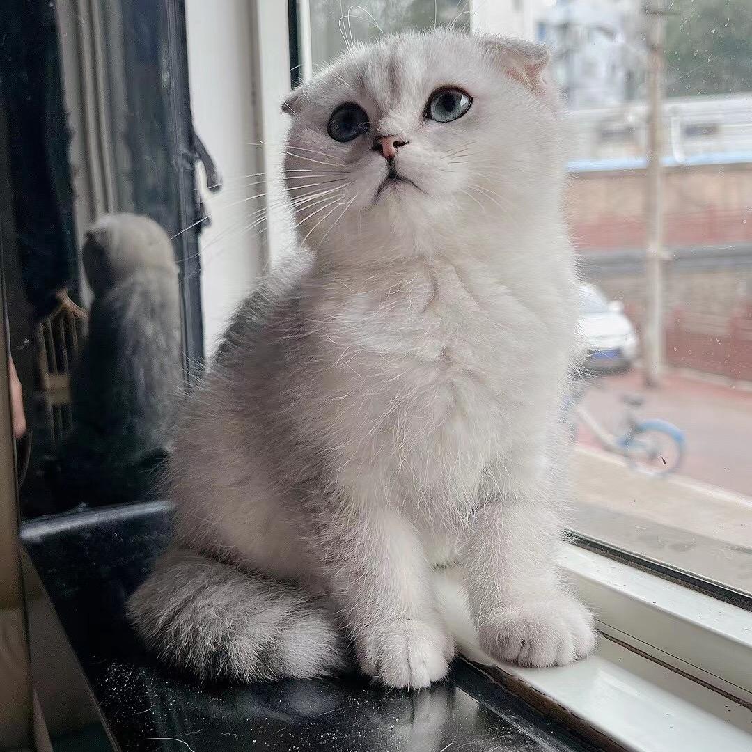 鼯林萌主