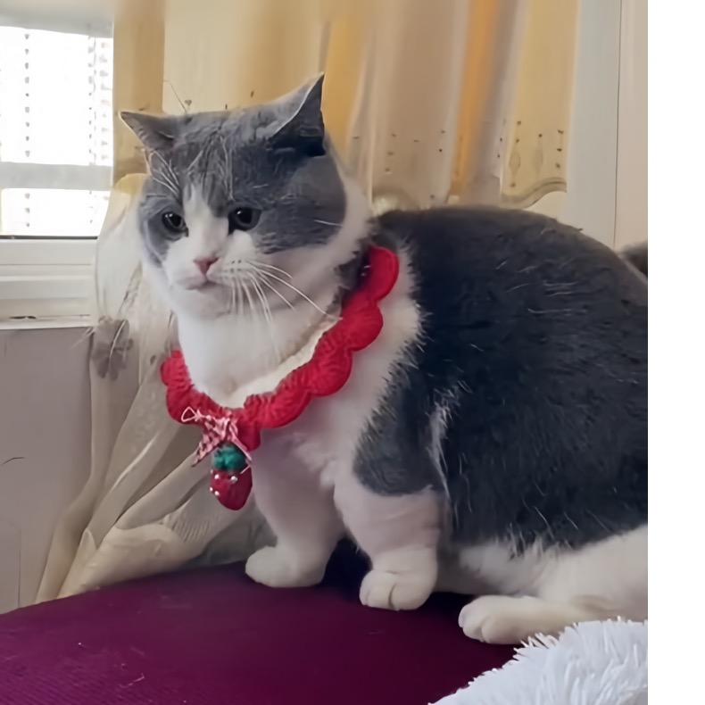 汤圆是只猫